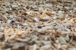 Best Wood Chips for Electric Smokers