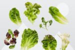 Guide to Salad Greens